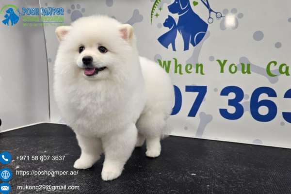 Pet Oral Hygiene Service | Poshpamper.ae