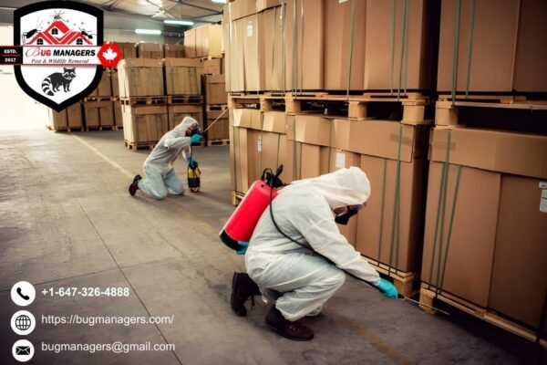 Wasp Removal Specialists Brampton | Bugmanagers.com