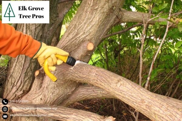 Maintain Shape and Strength Effectively with Professional tree trimming elk grove