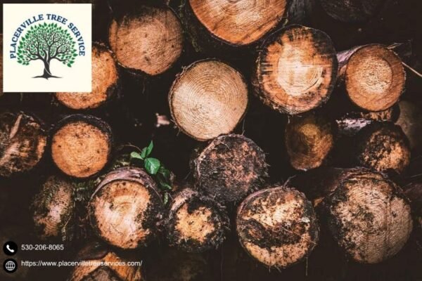 Keep Your Trees Beautiful and Strong with Trusted tree service placerville