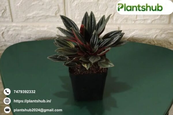 White Bird Of Paradise | Plantshub.in