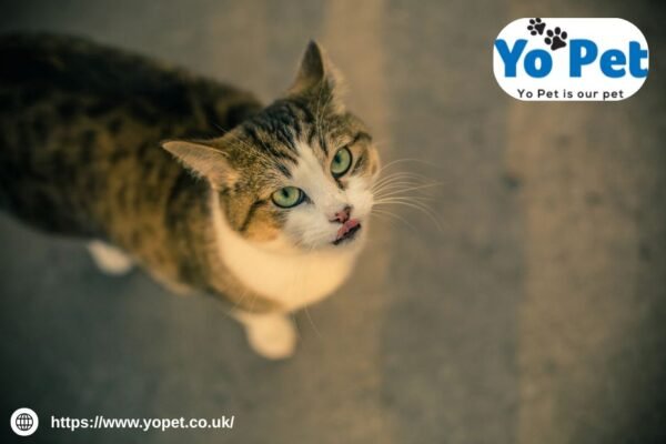 Blue Ribbon Wood Pellet | Yopet.co.uk