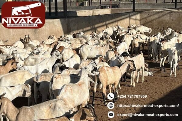 Fast and fresh fresh carcass delivery to Middle East