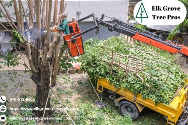 Keep Your Trees Healthy and Safe with Professional elk grove tree service