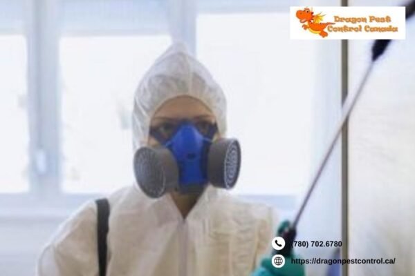 Ant Control Edmonton | Dragonpestcontrol.ca