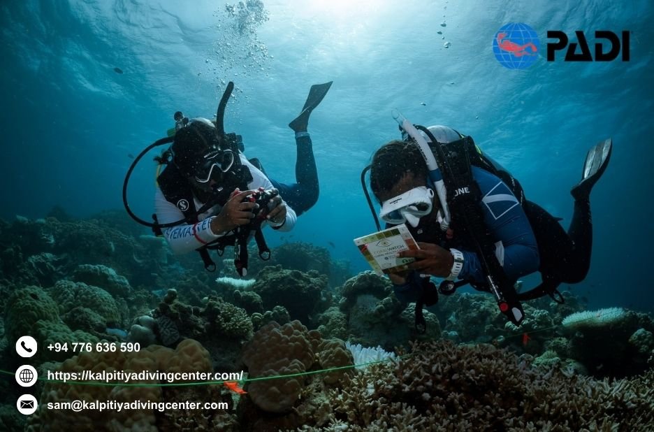 Fundivingsrilanka | Kalpitiyadivingcenter.com