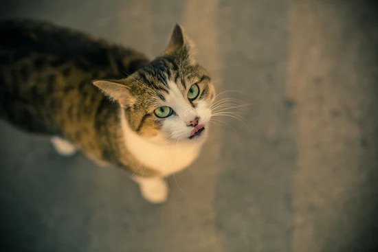 Shop at YoPet.co.uk | Your Local Pet Retailer in the North East