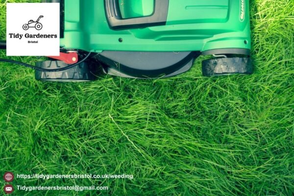 Expert Garden Care for Your Bristol Yard