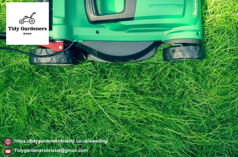 Expert Garden Care for Your Bristol Yard