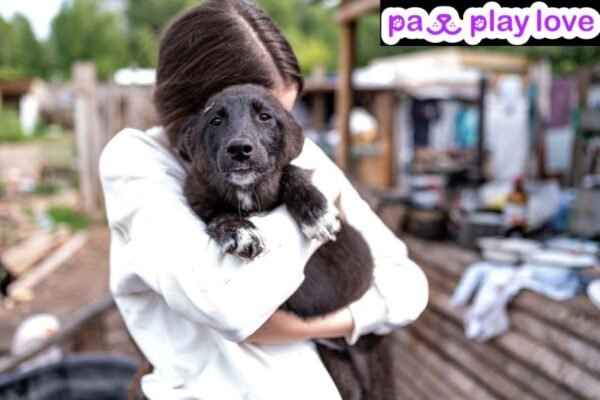 Find the Perfect Dog Playdate: Connect with Local Owners