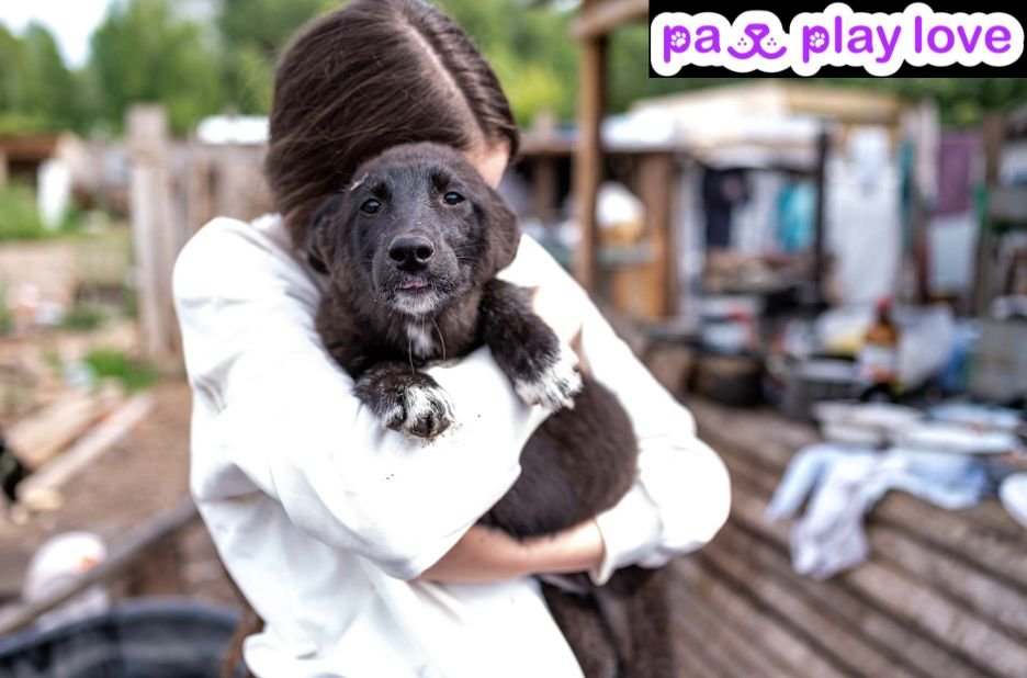 Find the Perfect Dog Playdate: Connect with Local Owners
