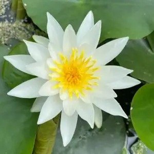 Your Trusted Online Aquarium Store for Everything You Need