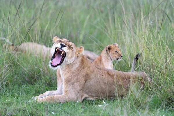 Kenya Safari From Canada – Unforgettable Wildlife Adventure