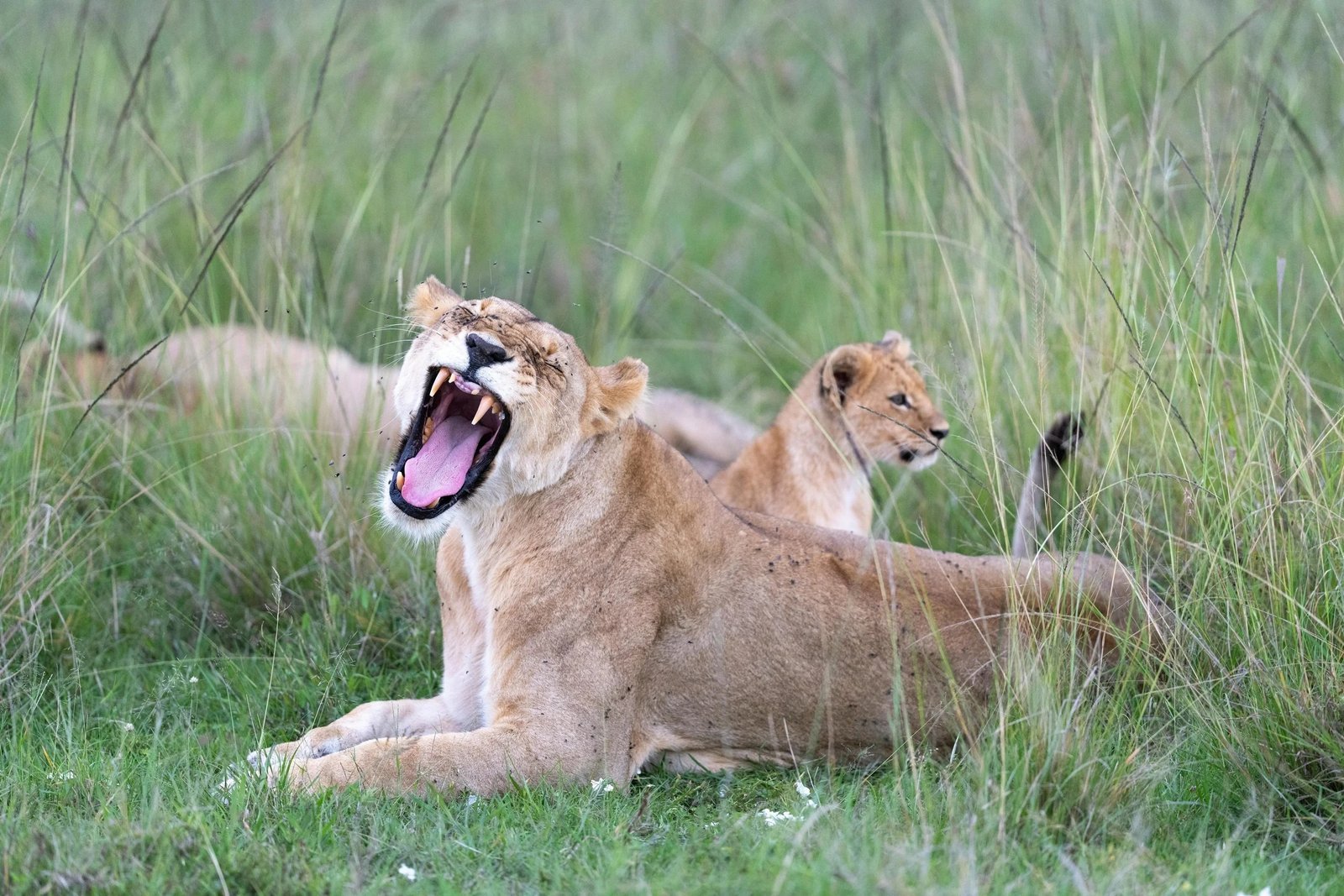 Kenya Safari From Canada – Unforgettable Wildlife Adventure