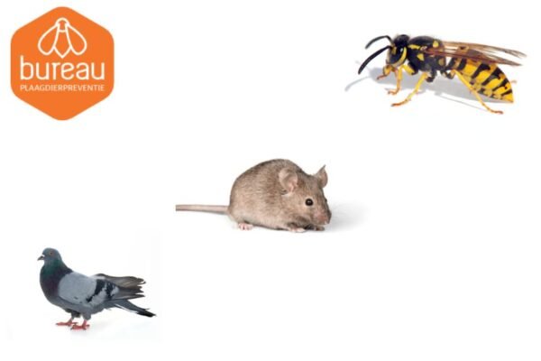 Humane Bird Deterrents for Outdoor Spaces
