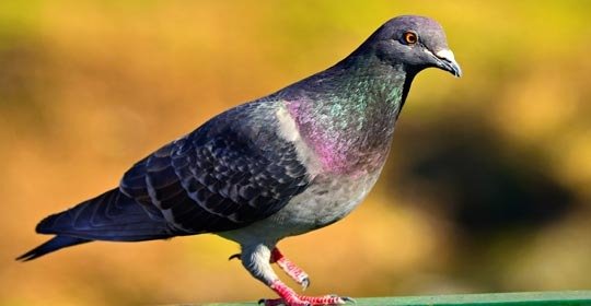 Effective Pest Control in Edmonton: Trusted Local Experts