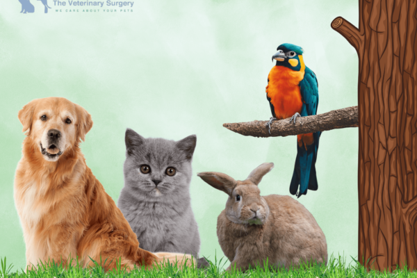 Compassionate Veterinary Care for Pets in Qatar