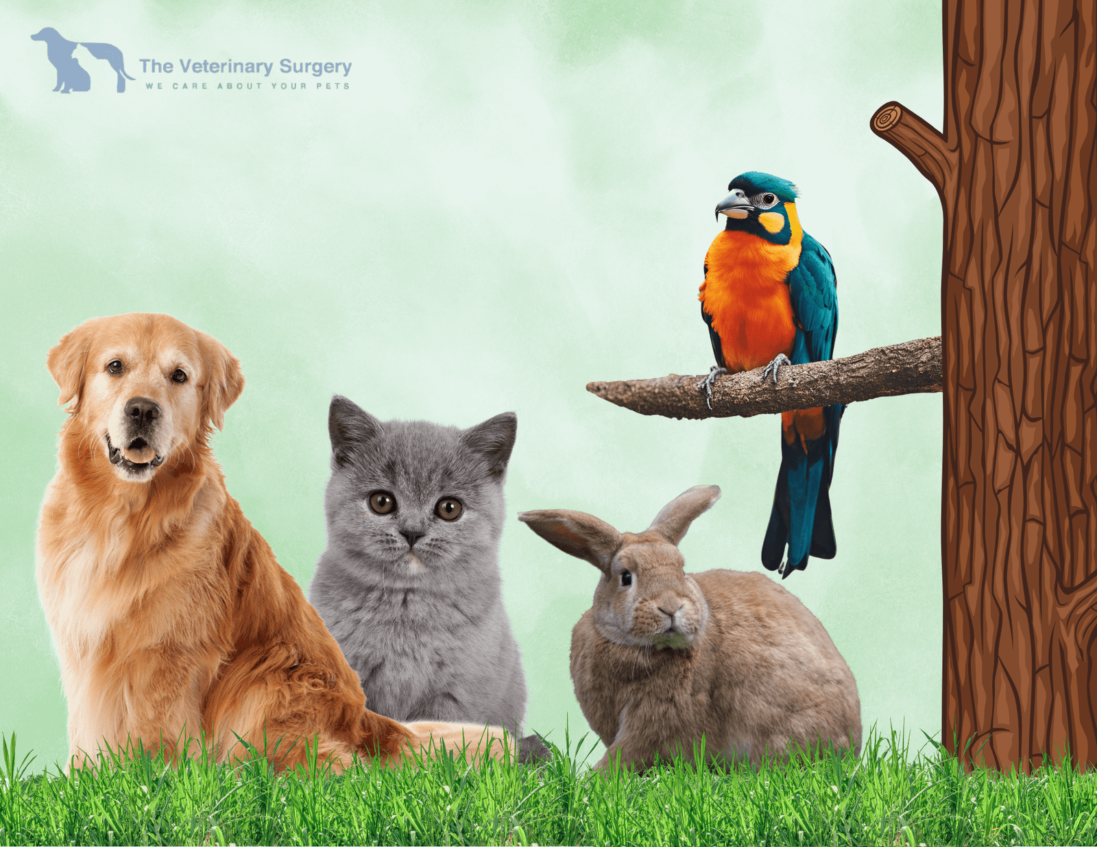 Compassionate Veterinary Care for Pets in Qatar