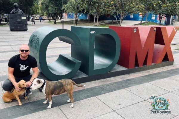 A Practical Guide to Bringing Pets to Mexico Safely