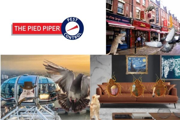 Effective Pest Solutions for Homes and Businesses in Hackney