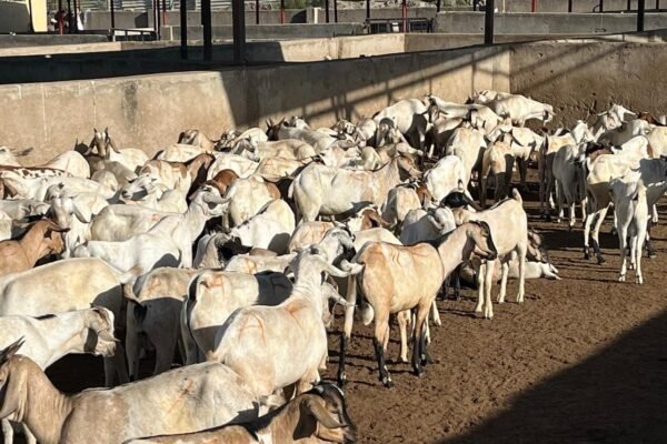 Top Quality Frozen Halal Meats Delivered Across Bahrain