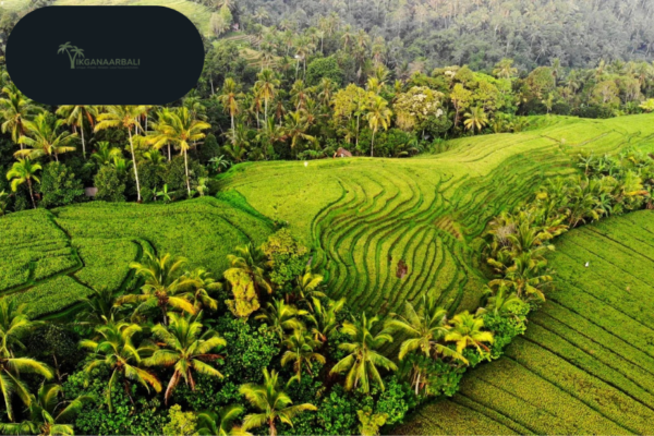 Discover Bali: Authentic Local Tours and Hidden Gems