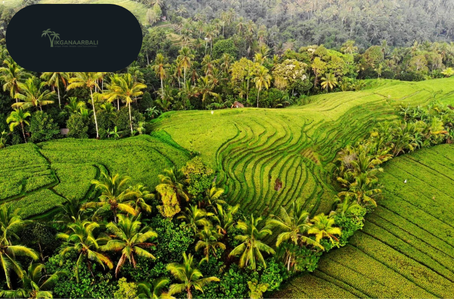 Discover Bali: Authentic Local Tours and Hidden Gems