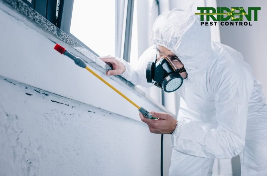 Reliable Pest Services for Point Cook Homes and Businesses