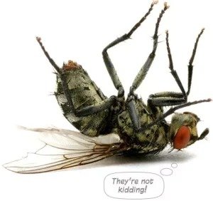 Protect Your Property with Expert Pest Inspections on the Gold Coast