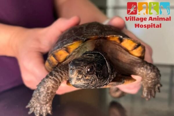 Compassionate Pet Care at a Trusted UK Practice