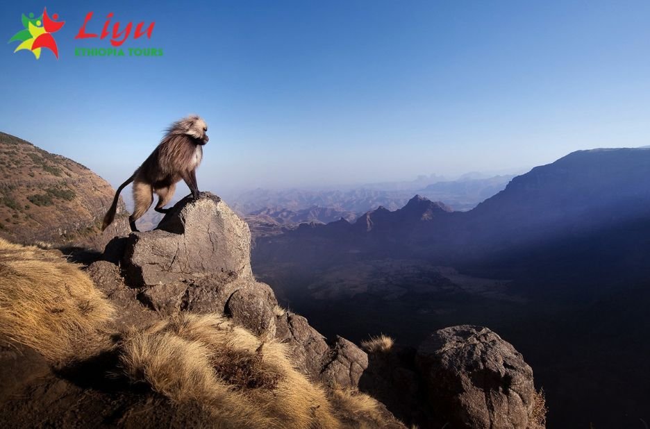 Business-Friendly Ethiopia Tours: Culture, Nature, and Efficiency