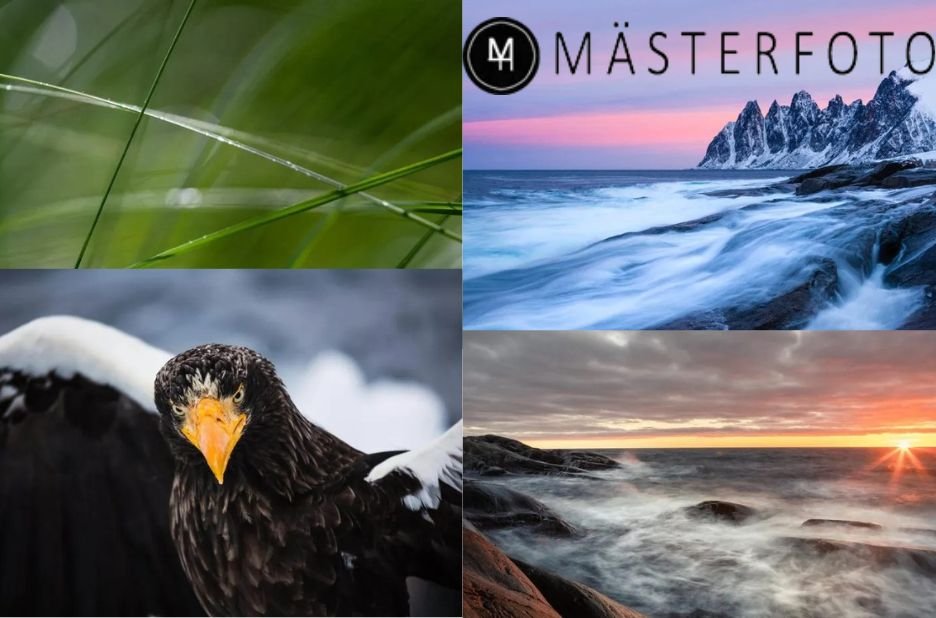 Välja rätt makro – guida för att få skarpa närbilder och naturdetaljer