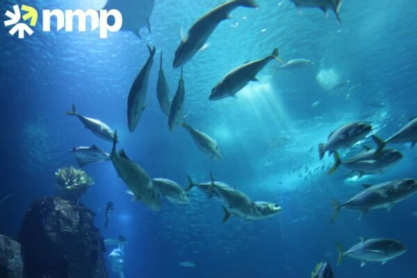 Premium Marine-Derived Collagen for Wellness and Vitality