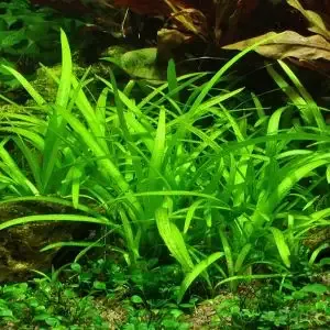 Create a Lush, Low-Muss Balancing Bonus with Freshwater Greens