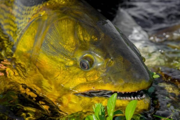 Chasing Bonefish: Bahamas Fly Fishing Adventures