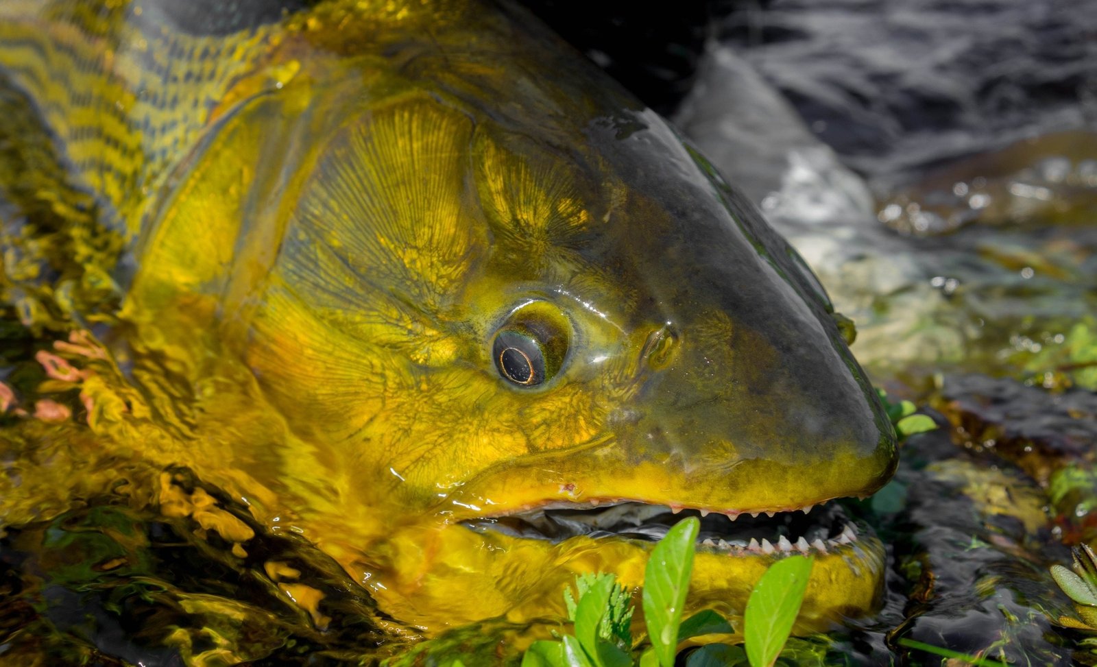 Chasing Bonefish: Bahamas Fly Fishing Adventures