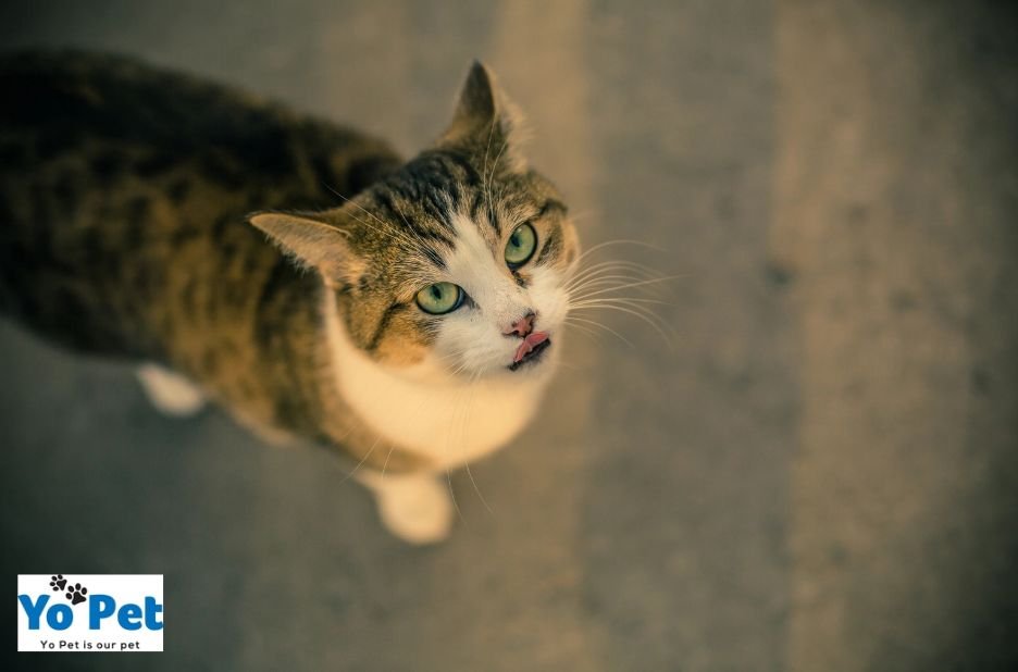 Discover Durable Cat Chew Toys for UK Homes