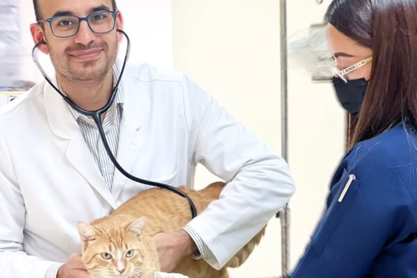 Compassionate Veterinary Care in Doha for Your Pets