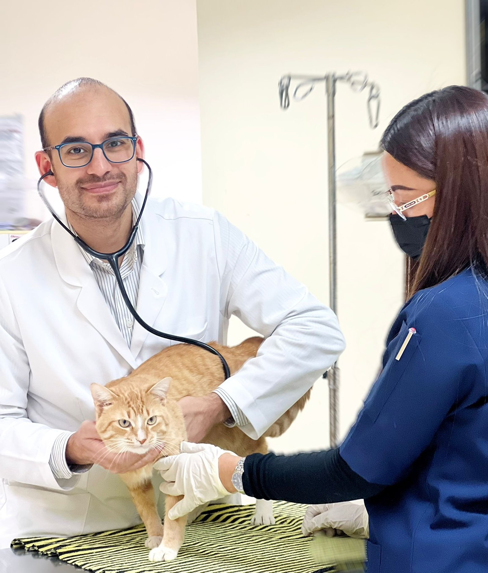 Compassionate Veterinary Care in Doha for Your Pets