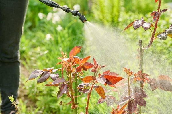 Grow a Lush, Healthy Lawn in San Antonio: Simple, Local Tips