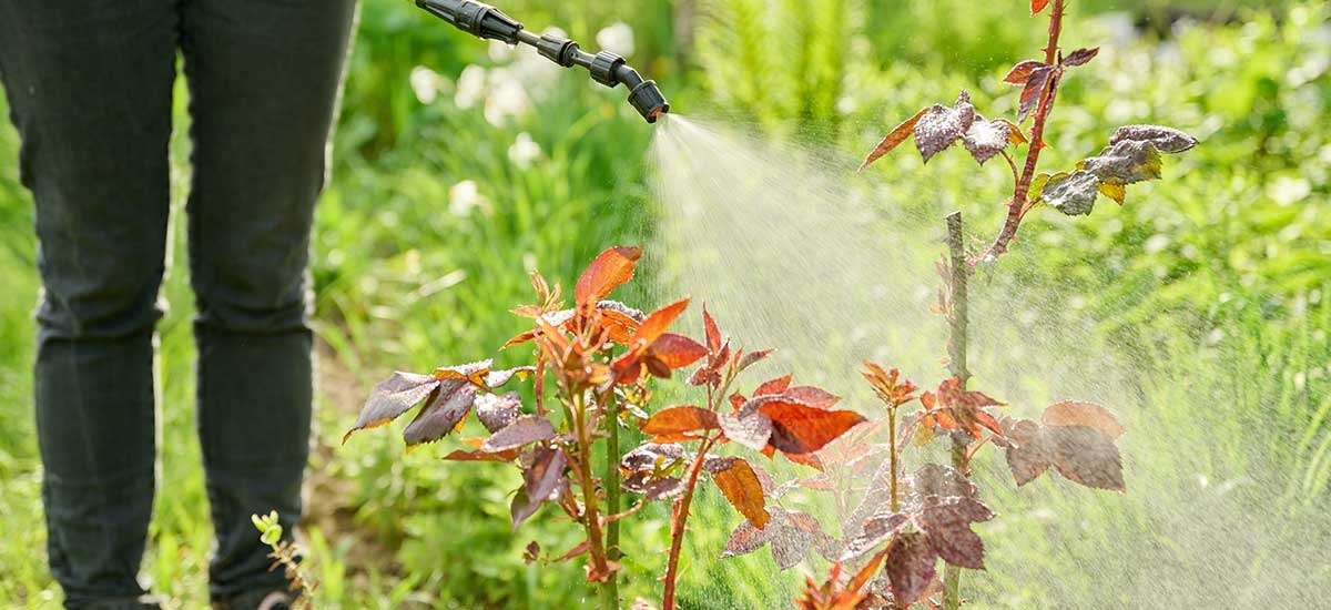 Grow a Lush, Healthy Lawn in San Antonio: Simple, Local Tips