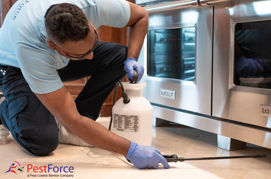 Reliable Calgary Pest Solutions for Homes and Businesses