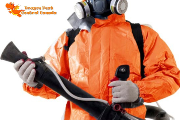 Effective Rodent Control in Edmonton: Safe, Lasting Solutions