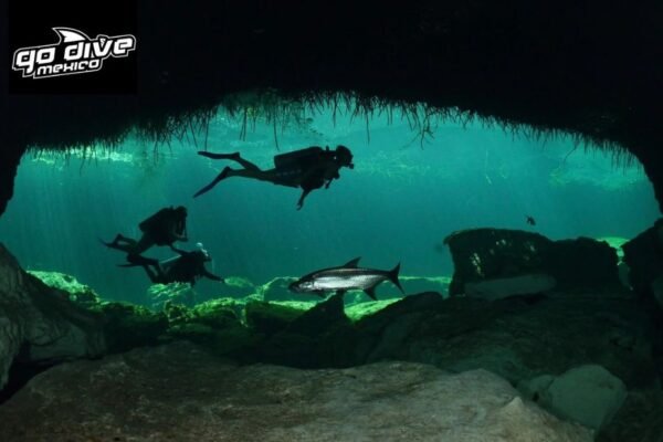 Explore The Hidden Wonders Beneath: Cenote Diving Adventures