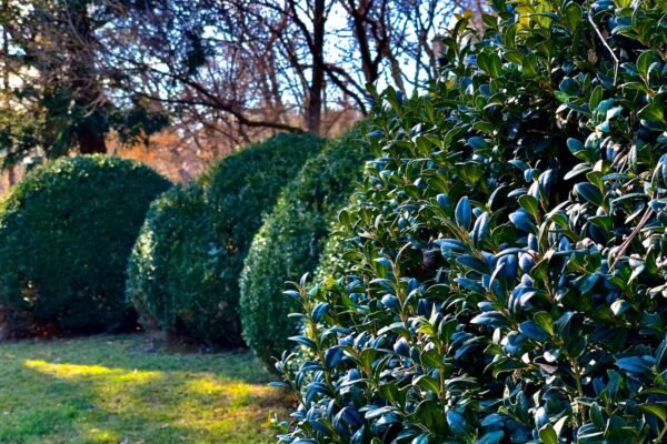 Find Trusted Local Garden Care You Can Rely On