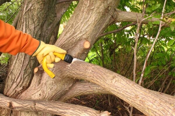 Professional Tree Clearing in Elk Grove – Safe, Efficient Service