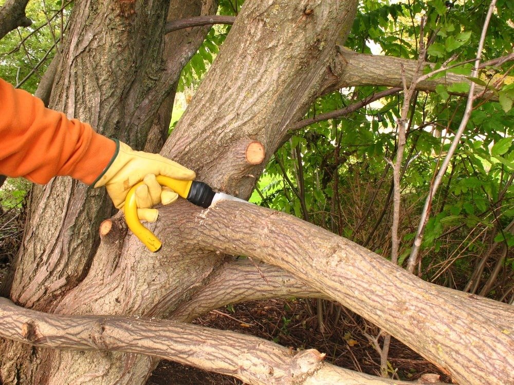 Professional Tree Clearing in Elk Grove – Safe, Efficient Service