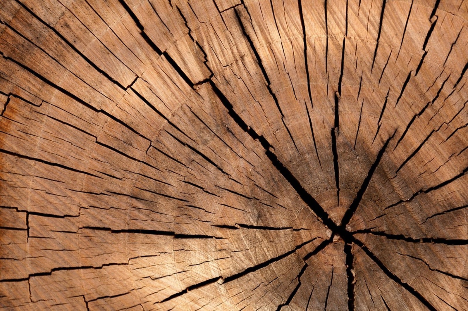 Trusted Placer County Arborist Services for Safe Tree Care