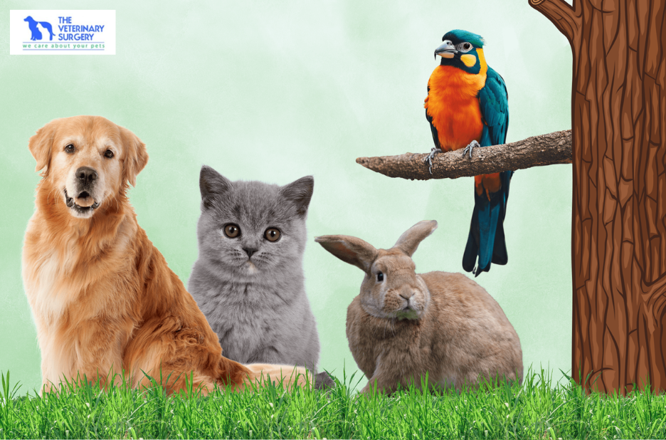 Top veterinary care in Qatar for your beloved pets