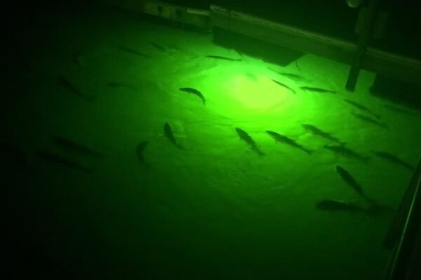 Illuminate Nighttime Waters with a Vibrant Underwater Fishing Light